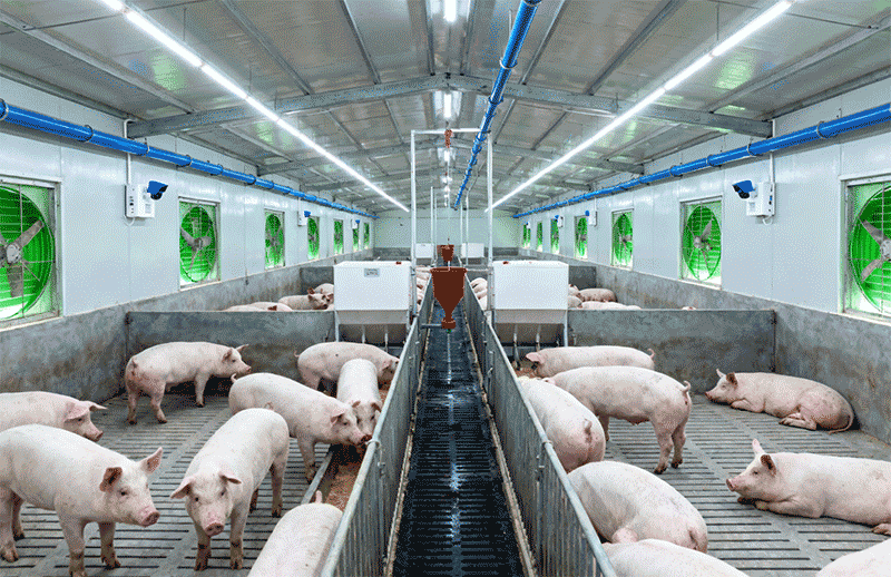 生猪养殖场