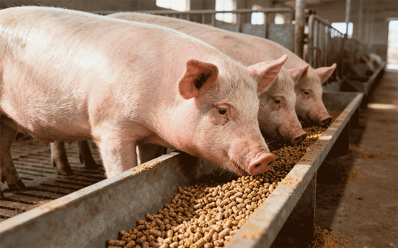 生猪喂养的场景