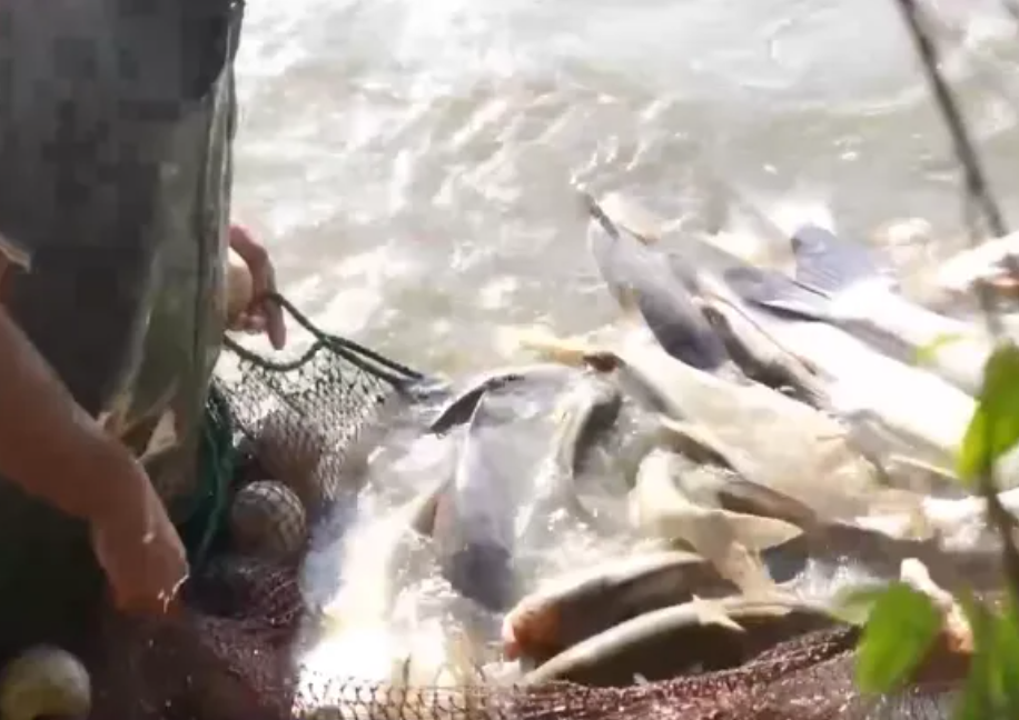 荻港村鱼产业相关场景