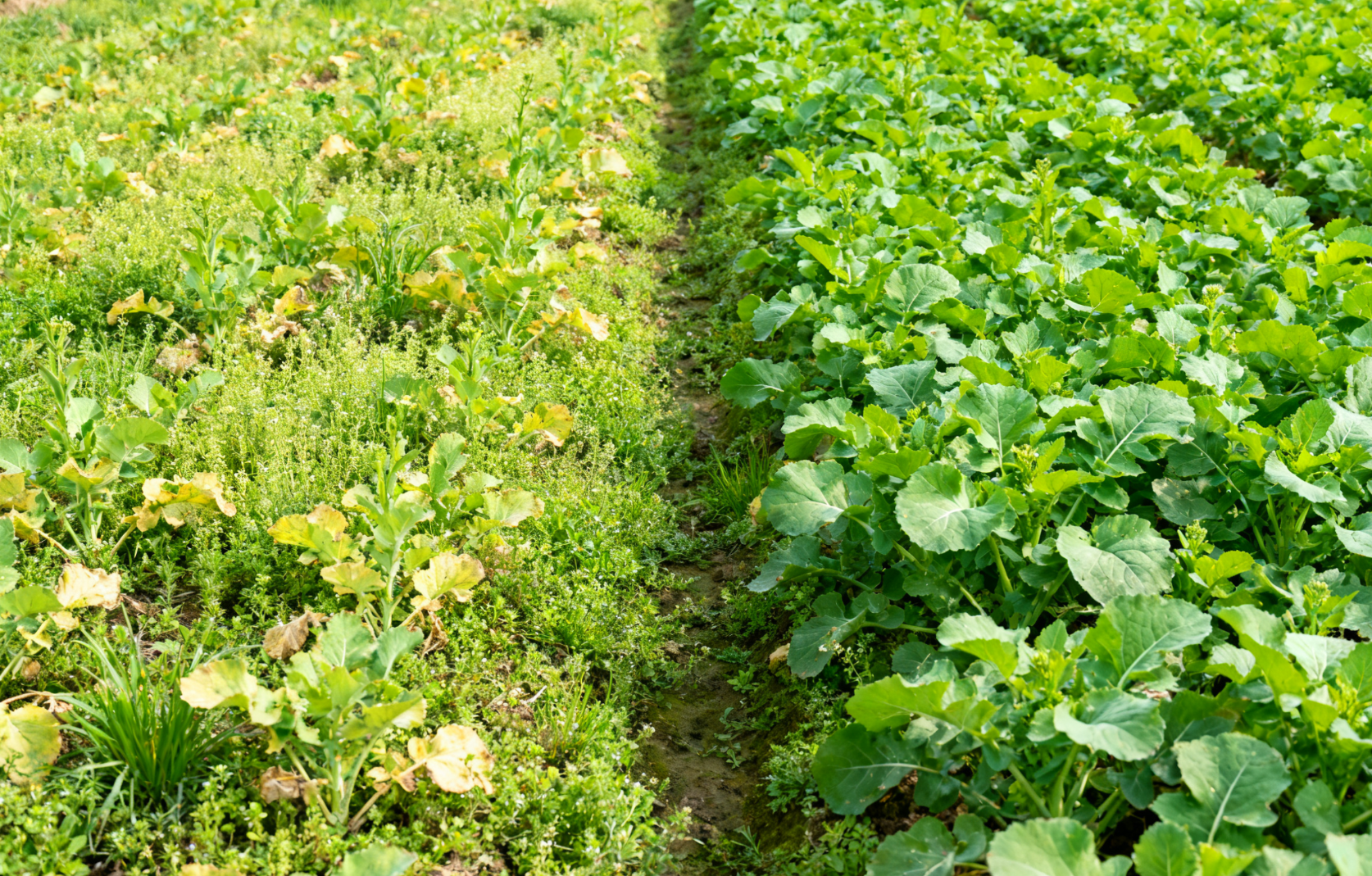 油菜田生长状态