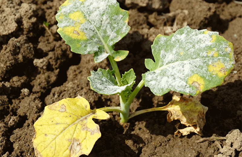 油菜苗期霜霉病