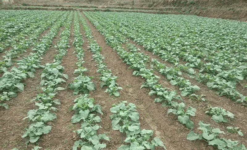 冬油菜遭遇连阴雨,如何通过田间管理抗渍涝、促壮苗?