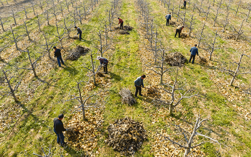 果农清扫果园落叶