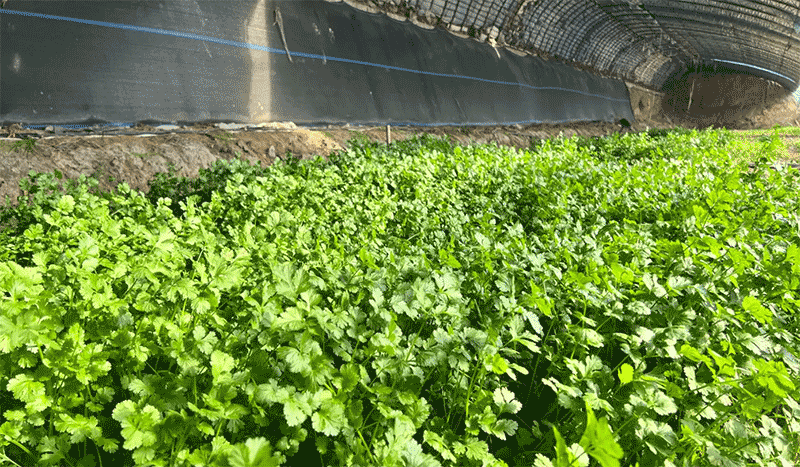 香菜种植技巧