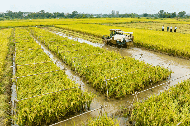 晚稻倒伏应急补救