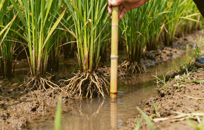 晚稻抽穗灌浆初期灌溉