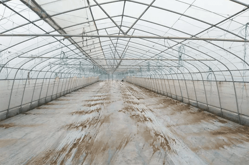 高温闷棚太阳能消毒