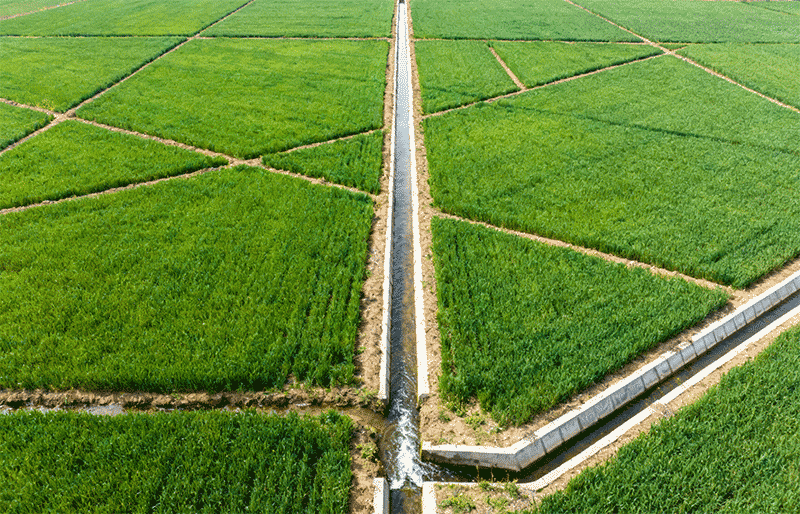绿油油的稻茬麦田