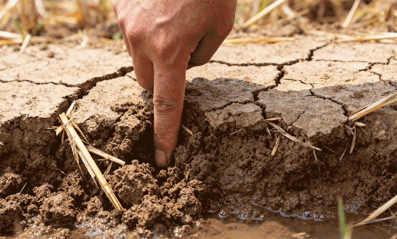 稻茬麦区排水后晒田