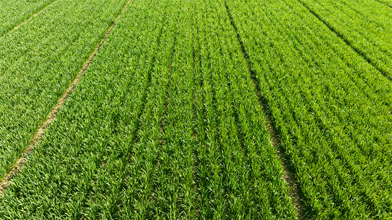 小麦增密种植田块，高密度均匀分布的幼苗群体航拍