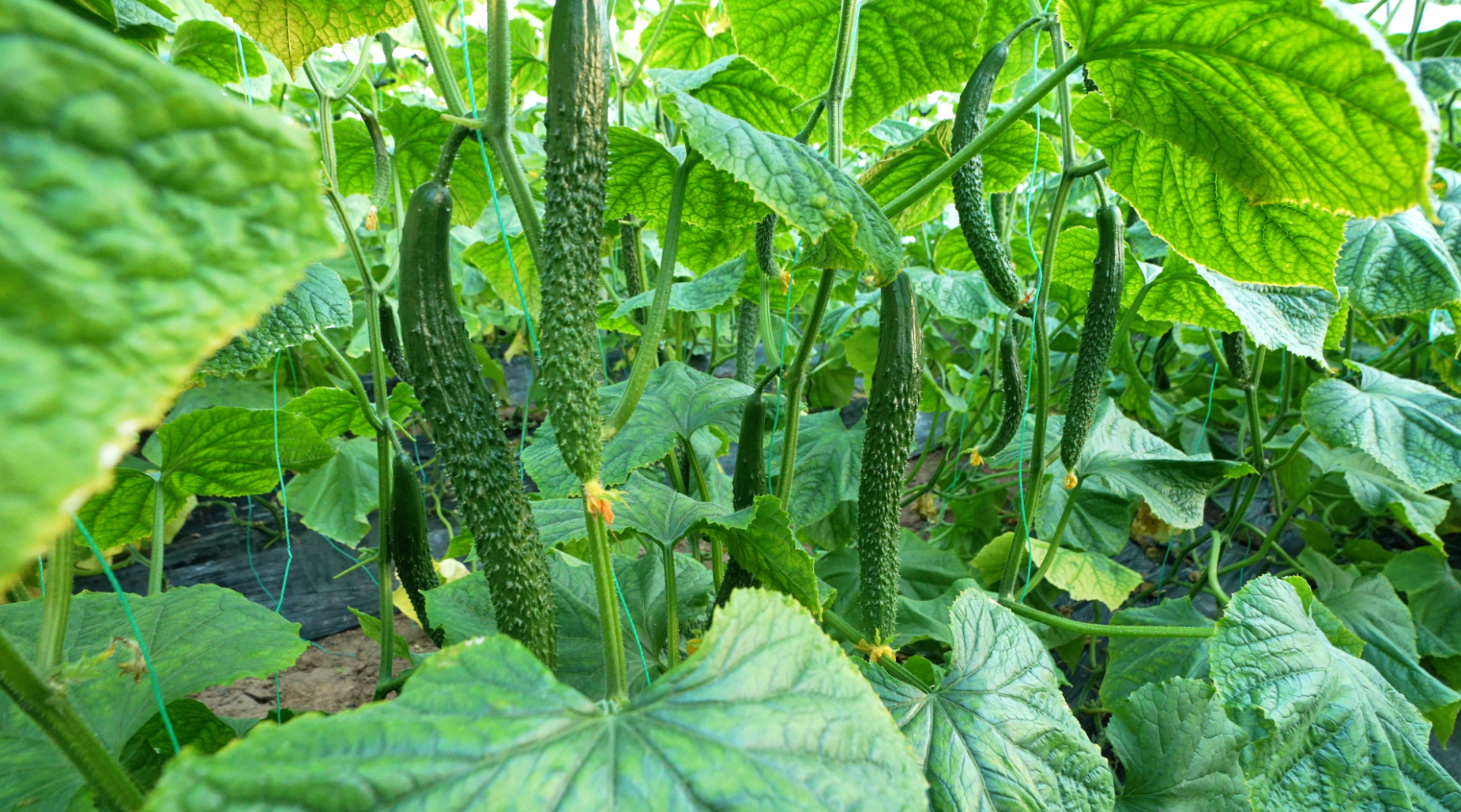 黄瓜种植的最佳时间是几月?