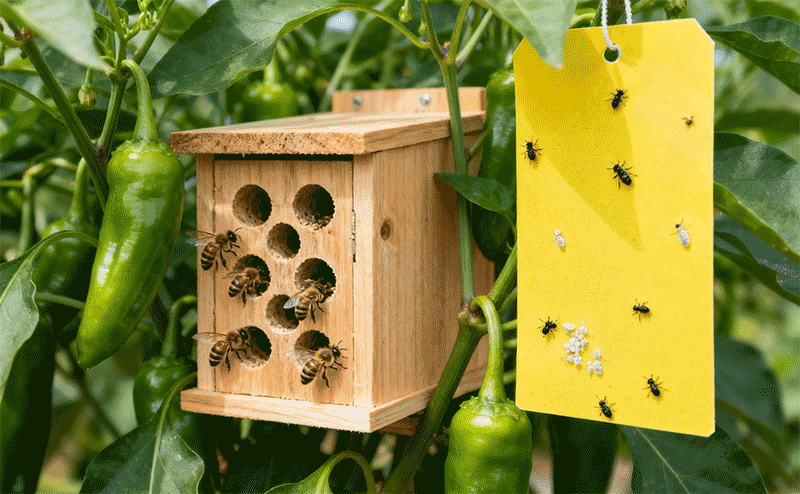 生物防治措施布置，蜜蜂授粉箱与粘虫板协同应用