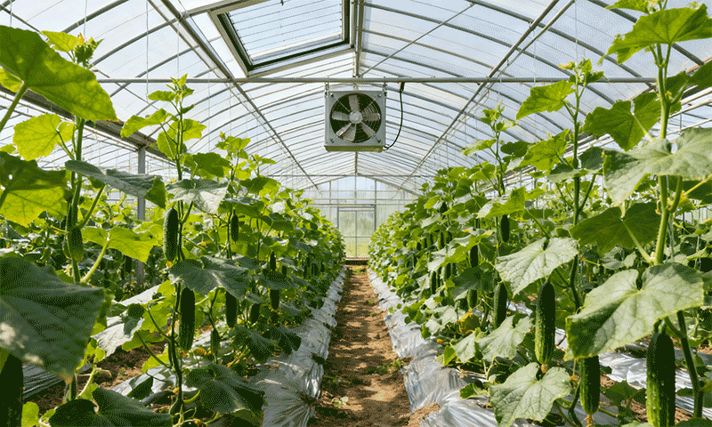 温室通风降湿管理，顶部通风窗与循环风机协同运行