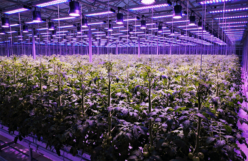 LED 补光系统应用，蓝紫色光谱照射番茄冠层