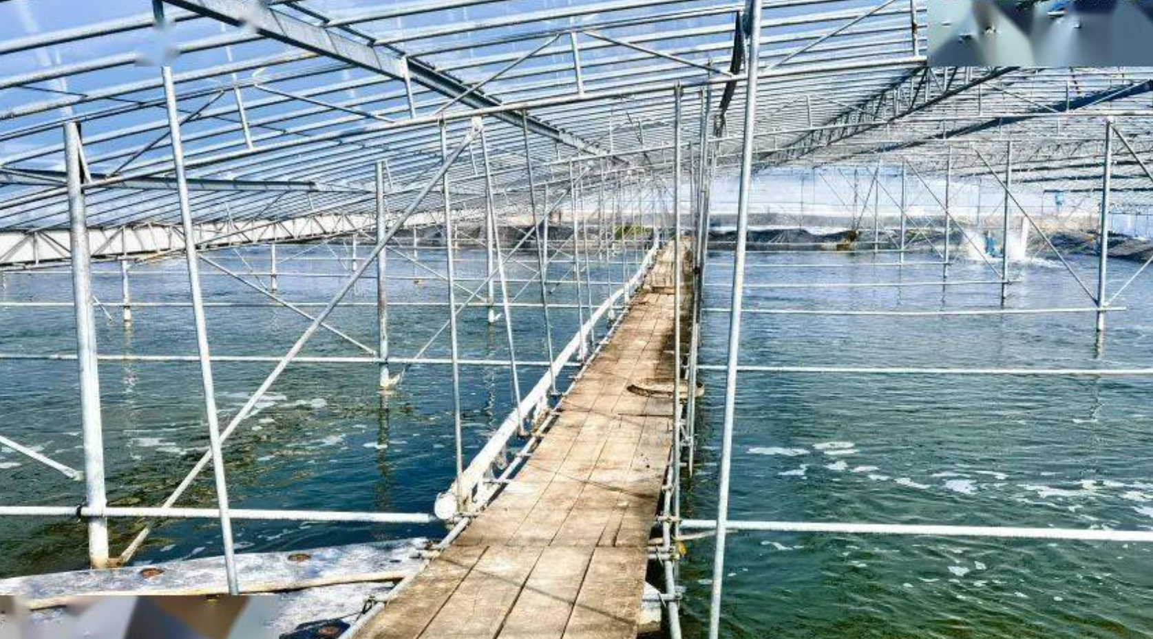 秋冬水产养殖低温应对与科学越冬管理技术指南