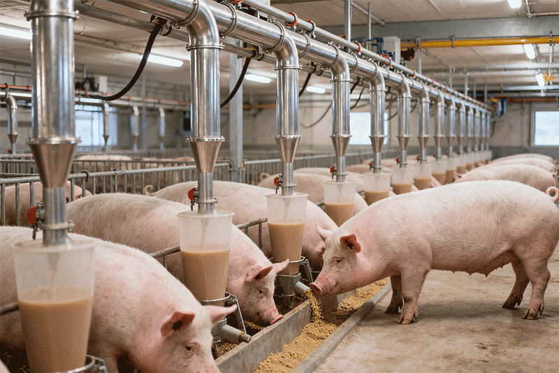 生猪液态饲喂系统，营养溶液管道输送采食场景