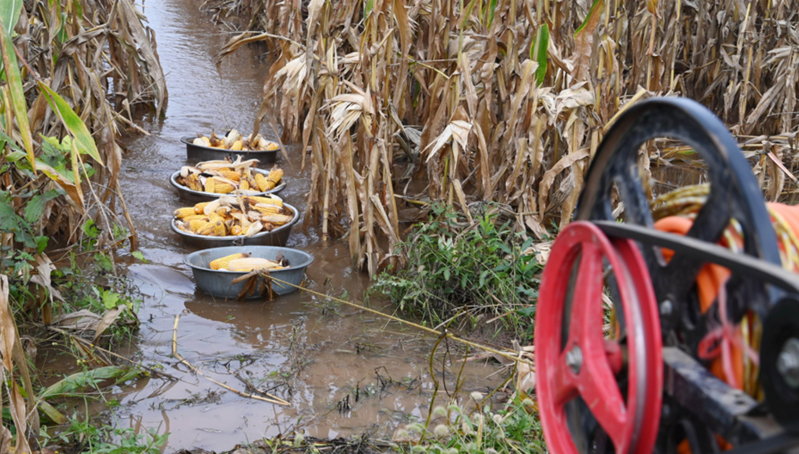 抢收抢烘！应急救灾，农业农村部发通知