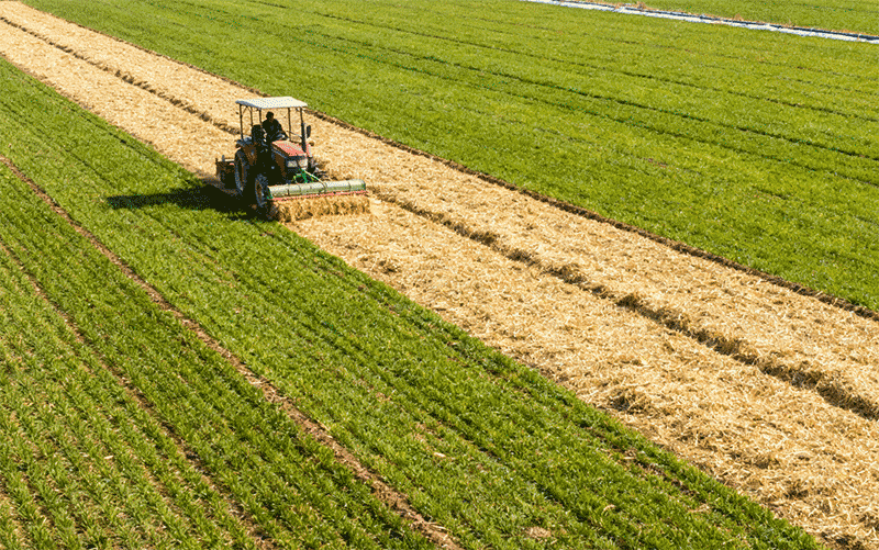 灌溉后保墒措施，秸秆覆盖作业远景