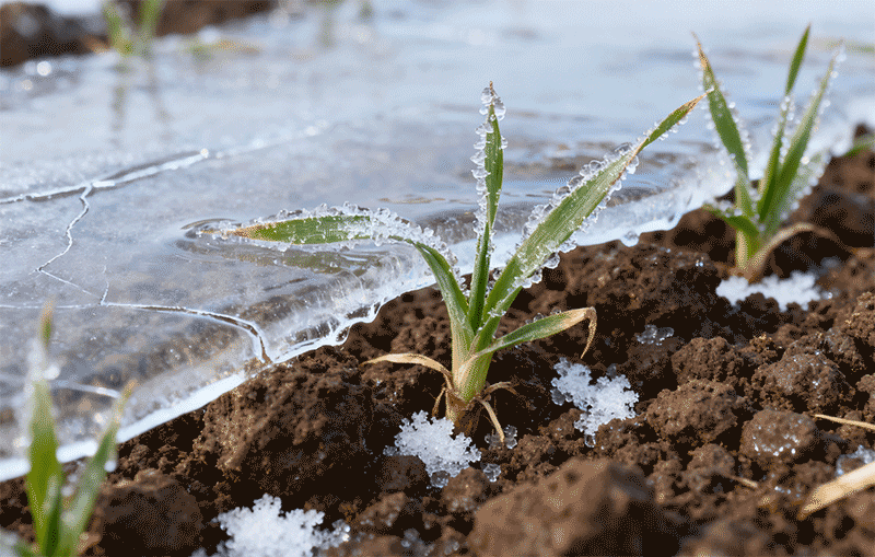 土壤表层封冻效果，冰壳下湿润土壤特写