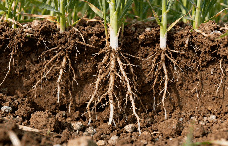 冬小麦越冬期根系，土壤剖面根系分布特写