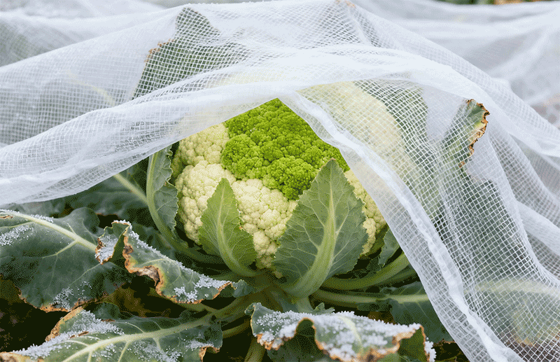 遮阳网浮面覆盖，花菜球防霜冻特写