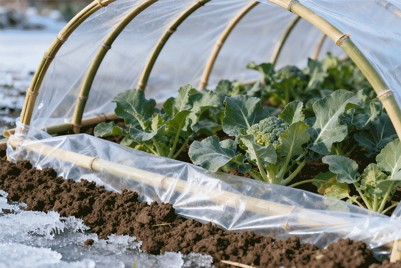 临时小拱棚搭建，竹片薄膜覆盖特写