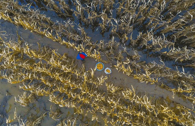 连阴雨袭扰黄淮海：秋粮收获面临哪些挑战？如何破局？