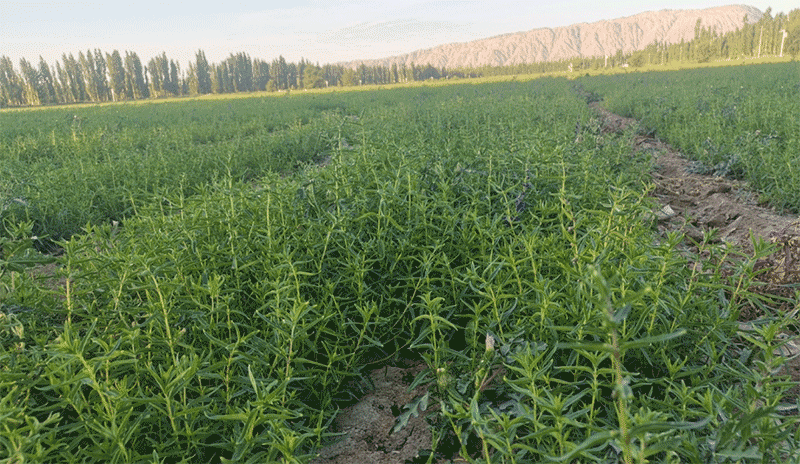 黄芩现在能种吗?分季节分地区科学种植全解析