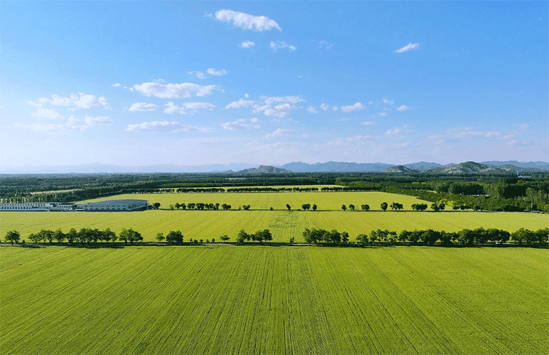 深秋连阴雨频发，小麦晚播怎么办？