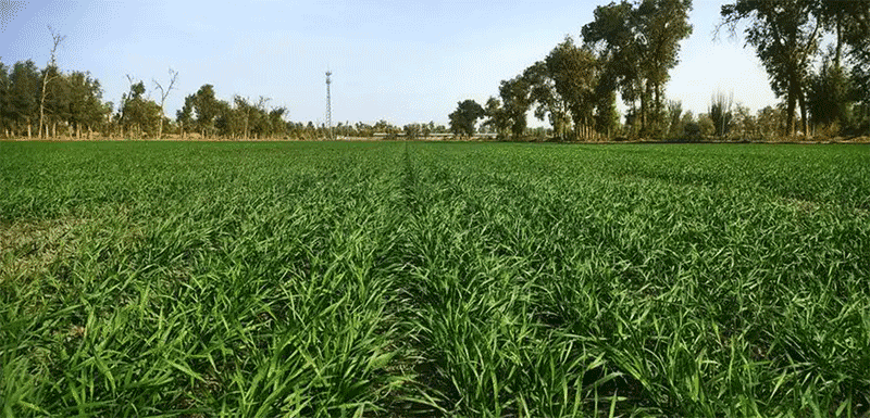 深秋连阴雨频发，小麦晚播怎么办？