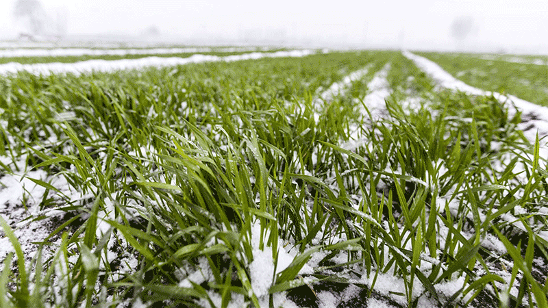 深秋连阴雨频发，小麦晚播怎么办？