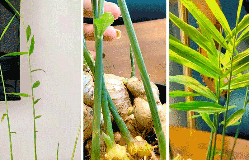 生姜家庭种植全攻略