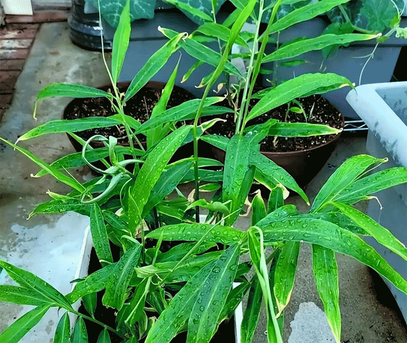 生姜家庭种植全攻略
