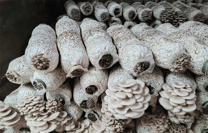 网上买的平菇菌袋怎么种？