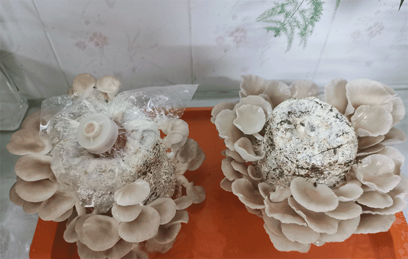 网上买的平菇菌袋怎么种？