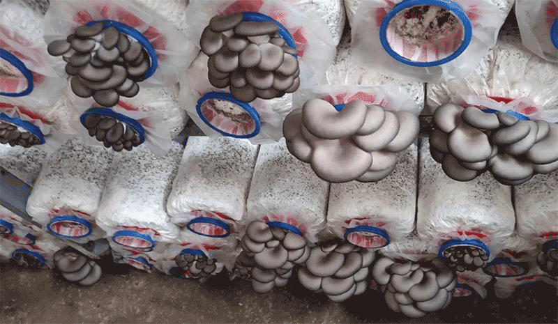 网上买的平菇菌袋怎么种？