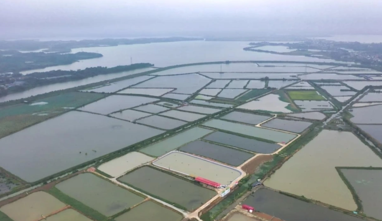 江西彭泽鱼虾混养模式如何助力乡村振兴致富路
