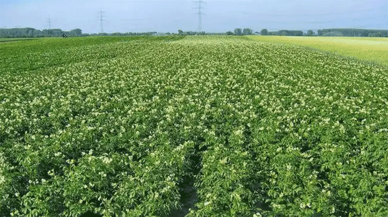马铃薯晚疫病偏重发生区域有哪些？种薯选择和田间管理有哪些注意事项？