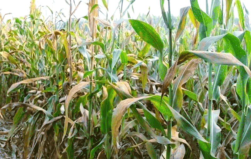 蔬菜蓟马与番茄潜叶蛾高发期及设施蔬菜病虫害防控新技术指南