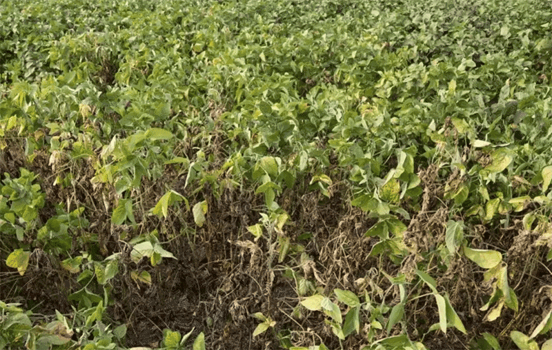 大豆根腐病的发生原因和预防措施有哪些？