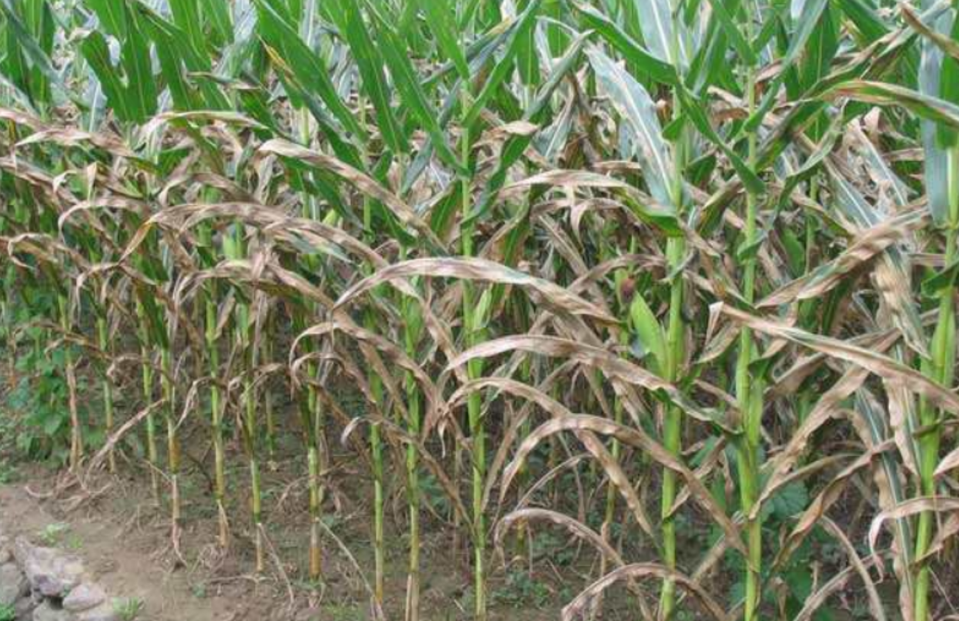 如何识别和防治玉米大斑病、小斑病？发病后最佳的用药时间和药剂选择是什么？