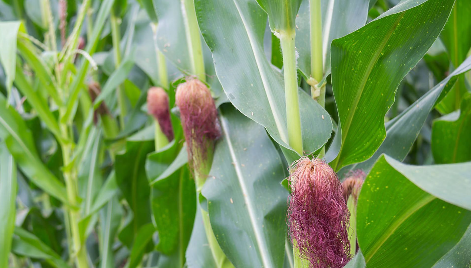 如何识别和防治玉米大斑病、小斑病？发病后最佳的用药时间和药剂选择是什么？