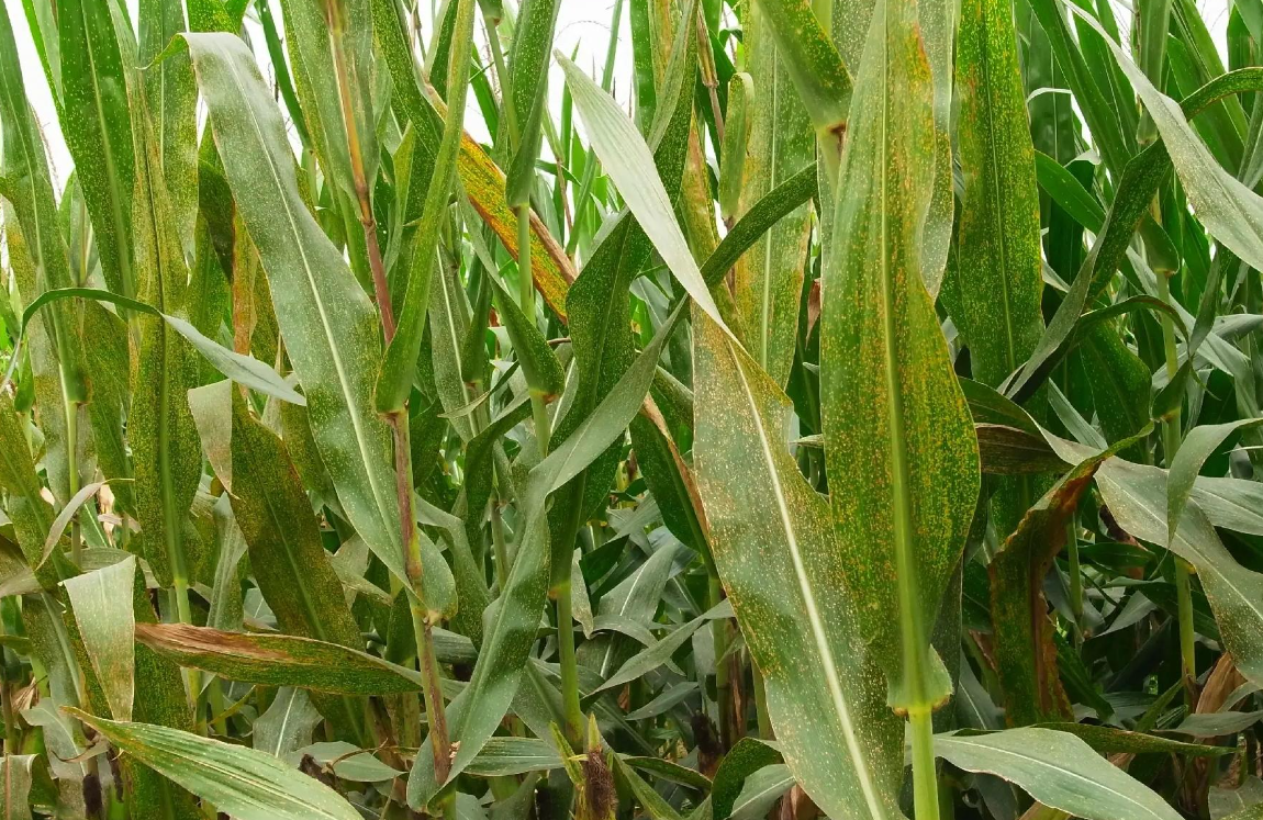 如何识别和防治玉米大斑病、小斑病？发病后最佳的用药时间和药剂选择是什么？