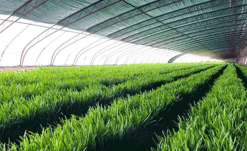 韭菜韭蛆绿色防控技术全解析 减少化学农药的实用路径与操作指南