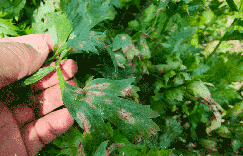 芹菜斑枯病、叶斑病的发病规律和防治要点是什么？