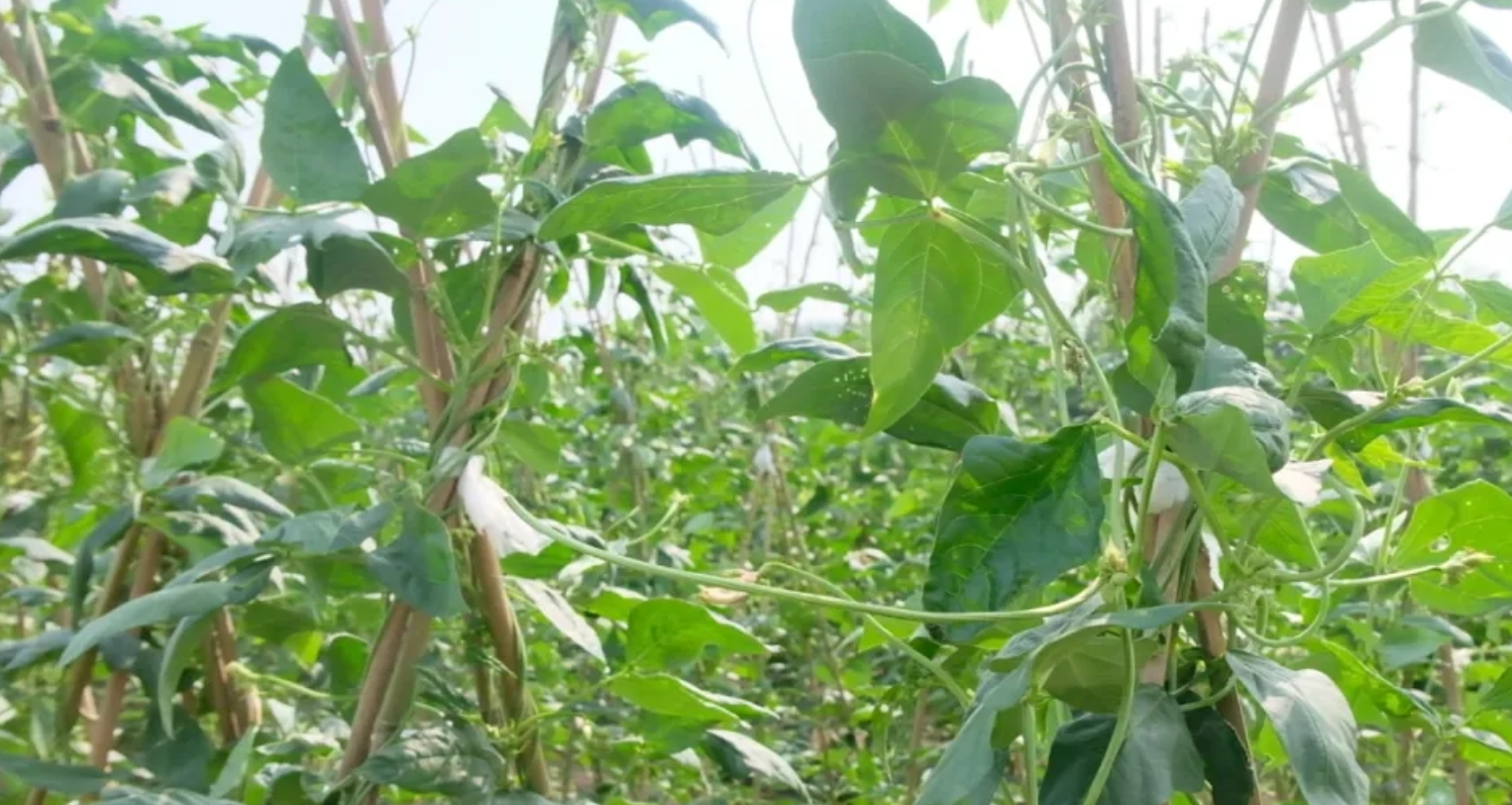 豇豆蓟马、斑潜蝇的绿色防控技术有哪些？