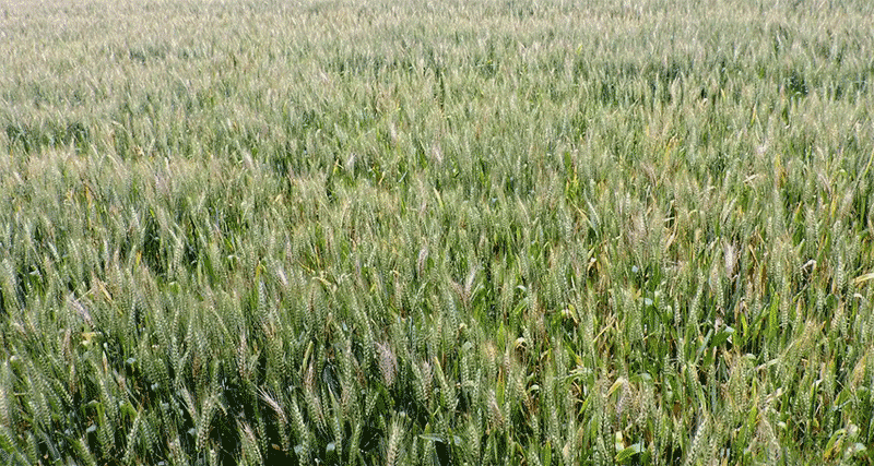 小麦赤霉病条锈病重发区域预警与2025年科学防控应对策略