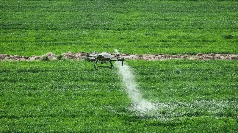 小麦赤霉病条锈病重发区域预警与2025年科学防控应对策略