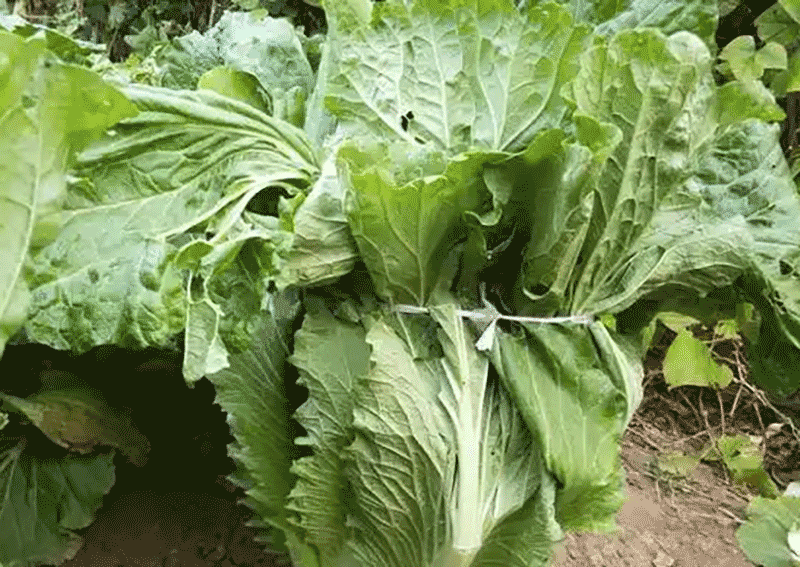 白菜绑绳