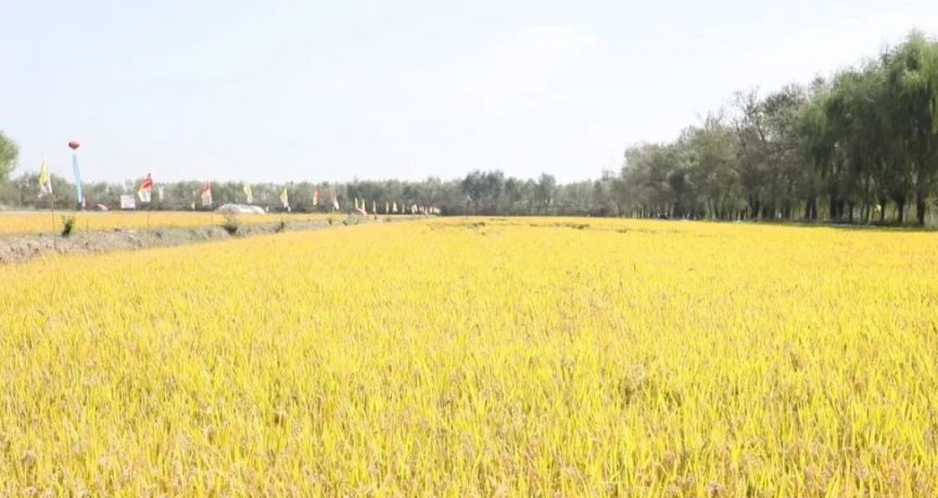 鱼河峁镇稻蟹田